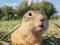 A gopher is looking at camera in a grassy meadow. Close-up