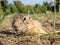 A gopher is looking at camera in a grassy meadow. Close-up