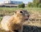 A gopher is looking at camera in a grassy meadow. Close-up