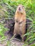 A gopher looking for a feeding