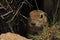 Gopher looking out of the burrow. Danger. Central Turkey