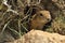 Gopher looking out of the burrow. Danger to life.