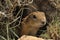 Gopher looking out of the burrow. Danger to life. Central Turkey