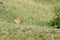 Gopher looks at a nettle Bush sitting