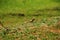 A gopher near his lair in a green spring field