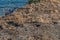 Gopher peeking out of its burrow at the Pacific coast in Malibu, California