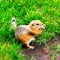 Gopher. Pocket Gopher close-up. Young gopher on the grass.