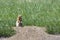 Gopher sits in the green grass