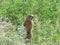 a gopher sits on the green summer grass, Siberia in summer animals