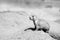 A gopher sits on the ground near a mink.