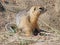 The gopher sits on sand and looks forward