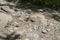 Gopher Snake crawling across a rock