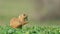 Gopher Spermophilus pygmaeus holds grass with its paws