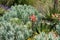 Gopher spurge or upright myrtle spurge, a species of flowering plant native to southern Europe