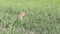 Gopher standing in green grass and eats. Wild gophes