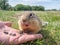 A gopher is standing on the human\'s hand with opened its mouth in a grassy meadow. Selective focus