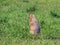 Gopher standing on the lawn and looking around warily