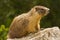 Gopher standing on rock