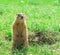 Gopher standing and starring near the burrow