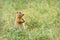 Gopher stands grass steppe rodent