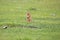 Gopher stands in the grass on a summer day