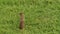 Gopher stands in green grass, looks around, ground squirrel