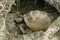 Gopher tortoise