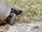 Gopher Tortoise