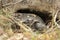 Gopher Tortoise in Burrow at Reed Bingham State Park Georgia