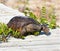 The gopher tortoise climbs over the vine stretching across the beach boardwalk