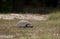 Gopher Tortoise foraging at Reed Bingham State Park Georgia
