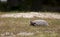 Gopher Tortoise foraging at Reed Bingham State Park Georgia