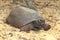 Gopher Tortoise (Gopherus polyphemus)