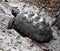 Gopher Tortoise (Gopherus polyphemus)