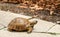 Gopher Tortoise looking for food