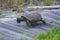 The Gopher Tortoise makes its nest under the boardwalk along the sand dunes that border the Florida beach front