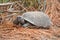 Gopher Tortoise on pine needles