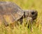 Gopher Tortoise Portrait