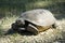 Gopher tortoise in situ