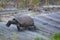 A Gopher Tortoise speedily moves toward its nest using a beach walkway made of wood