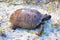 The gopher tortoise stays perfectly still until it sizes up the threat of someone nearby