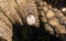 Gopher tortoise tick - Amblyomma tuberculatum - attached to the rough bumpy skin of a gopher tortoise - Gopherus polyphemus