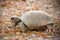 Gopher Tortoise Turtle, Reed Bingham State Park