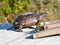 The gopher tortoise views the sand dune environment from the advantage point of the wood boardwalk six feet above the sand