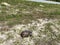 A gopher tortoise walking on a grassy area