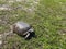 A gopher tortoise walking on a grassy area