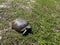 A gopher tortoise walking on a grassy area