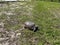 A gopher tortoise walking on a grassy area