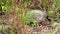 Gopher tortoise walking very fast