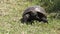 Gopher Tortoise walks towards camera